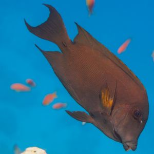 Red Stripe kole Tang 