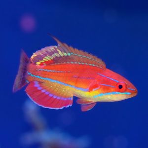 McCoskeri Flasher Wrasse