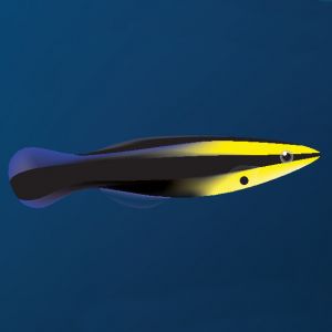 Blackspot Cleaner Wrasse