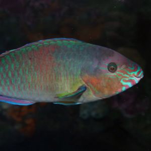 Checkerboard Wrasse 