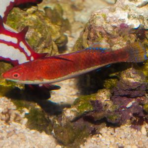 Ruby Longfin Fairy Wrasse 