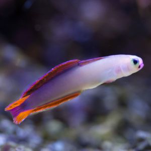 Helfrichi Firefish 