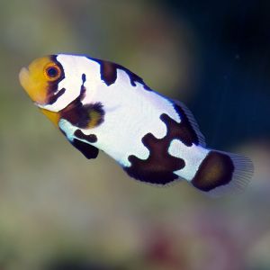 Black and White Clownfish Pair 