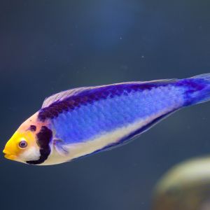 Red Head Solon Fairy Wrasse 