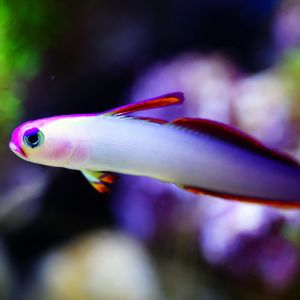 Purple Firefish 