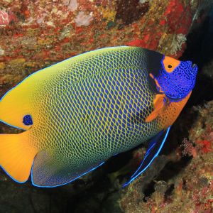 Blue Faced Angel Adult 
