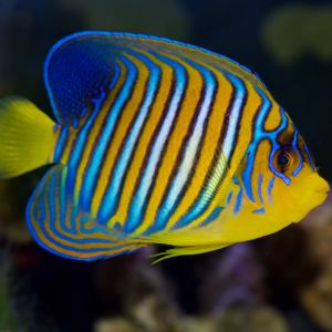 Regal Angelfish - small 