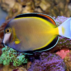 Powder Brown Tang small