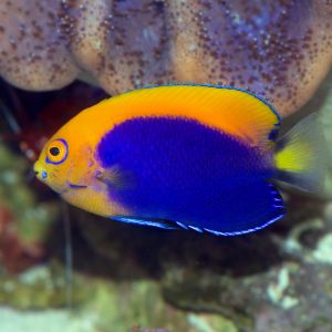 Fireball Angelfish