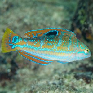 Pudding Wife Wrasse