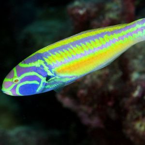 PinkFace/Glorious Wrasse Large 