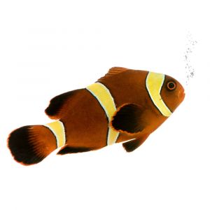 Yellow Banded Maroon Clownfish