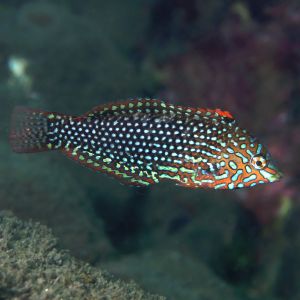 False Leopard Wrasse 