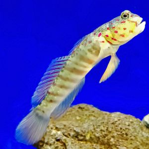 Pink Spot Watchman Goby- Large