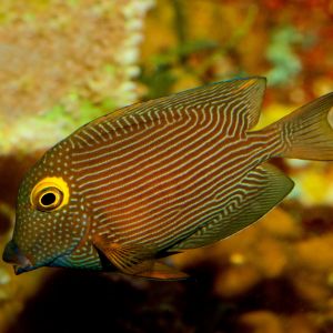 Yellow Eye (Silver Spot) Kole Tang