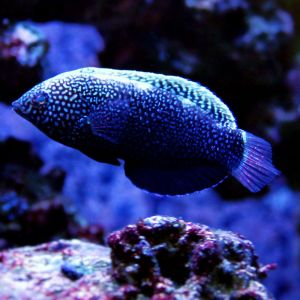Black Leopard Wrasse