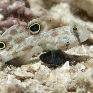 Twin Spot/Eye Spot Goby Medium