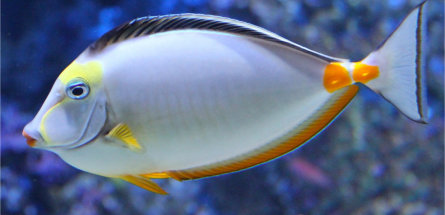 Aquarium Bundle Deals