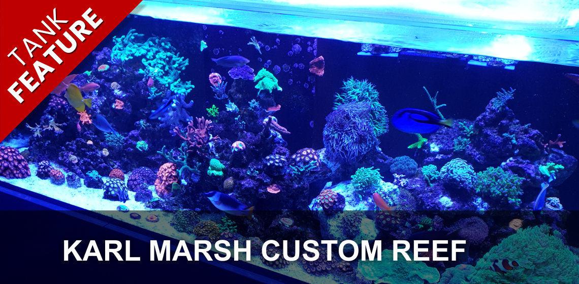 Featured Marine Aquarium: Karl Marsh