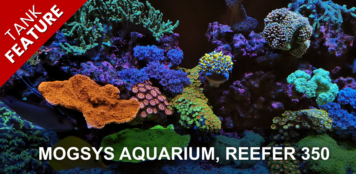 Featured Tank: Mogsys Aquarium